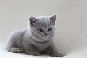 Britisch Kurzhaar Kitten - Tierfotografie mexi-photos