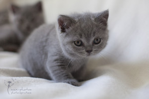 Britisch Kurzhaar Kitten - Tierfotografie mexi-photos