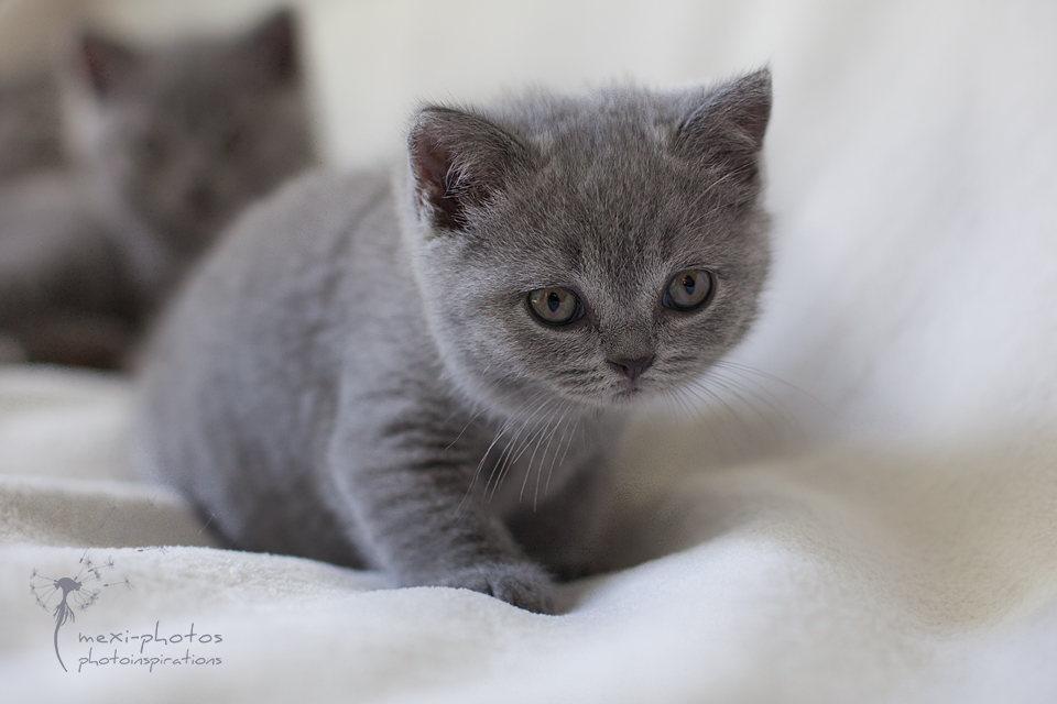 Tierfotografie Gütersloh - mexi-photos - Britisch Kurzhaar Kitten