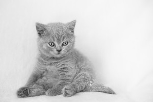 Britisch Kurzhaar Kitten - Tierfotografie mexi-photos