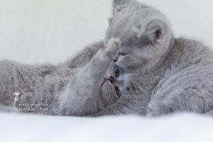 Britisch Kurzhaar Kitten - Tierfotografie mexi-photos