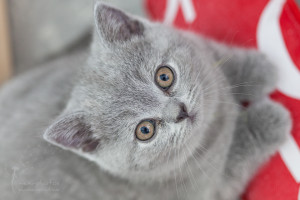 Britisch Kurzhaar Kitten - Tierfotografie mexi-photos
