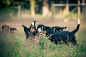 Tierfotografie - Gütersloh - mexi-photos