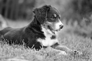 Pause nach der Spielstunde - Tierfotografie - Verl