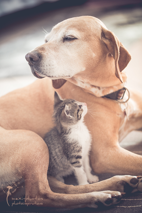 cat_and_dog_IMG-8846