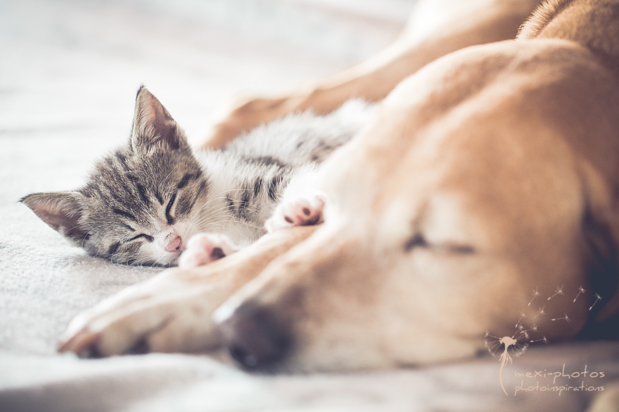 cat_and_dog_IMG-8871