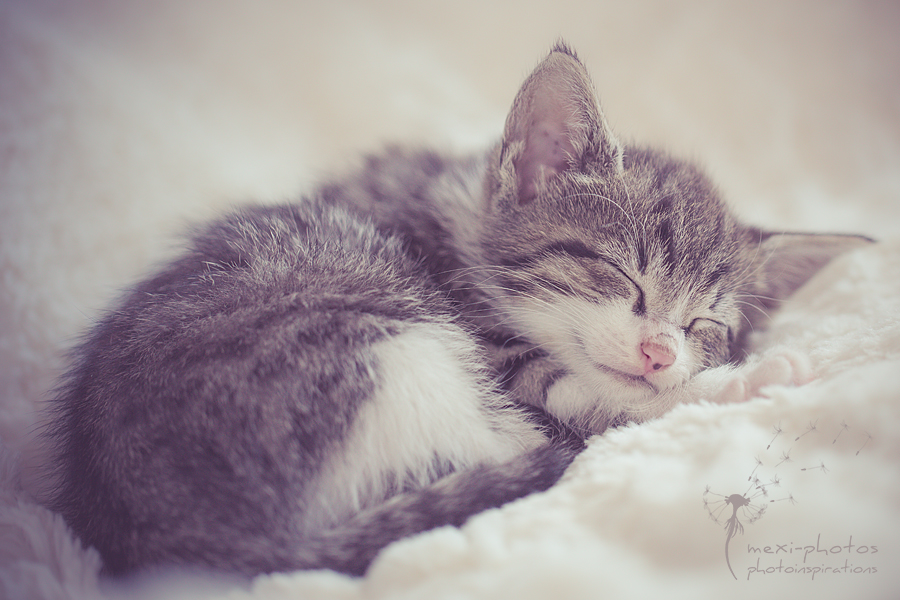 sleeping_kitten_mexi-photos_IMG-8899
