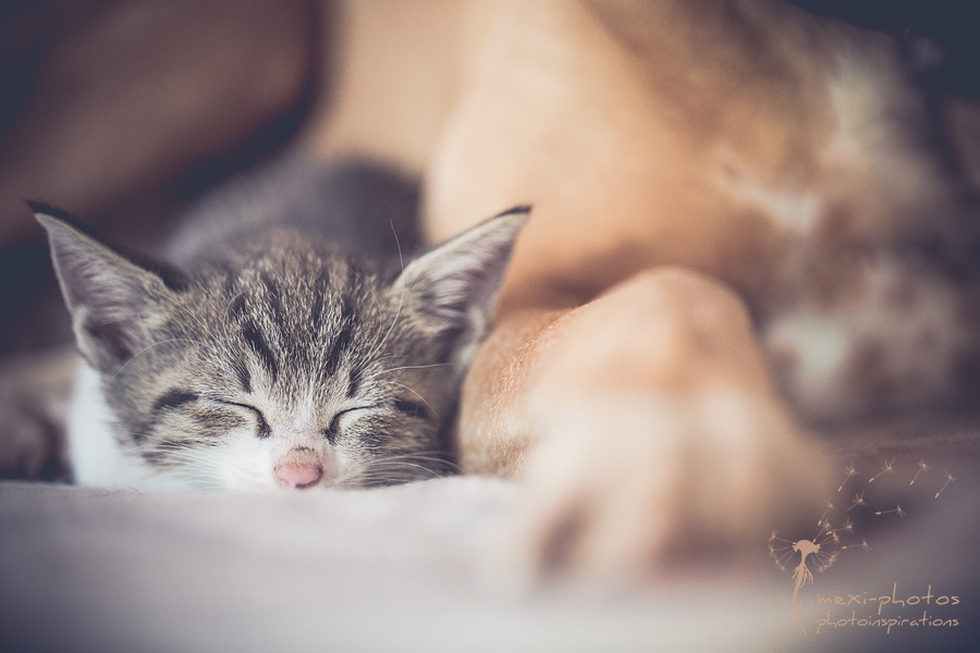 sleeping_little_cat_mexi-photos_IMG-8887