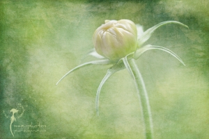 Fine Art Fotografie - mexi-photos