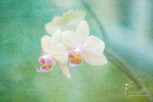 Fine Art Fotografie - mexi-photos
