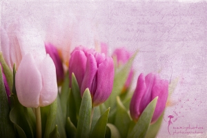 tulips_IMG_7850
