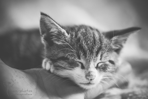 Tierfotografin Gütersloh - Astrid Carnin - mexi-photos