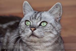 Tierfotografin Gütersloh - Astrid Carnin - mexi-photos