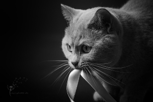 Katzenfotograf Gütersloh