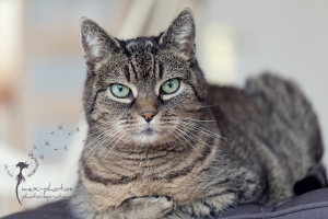 Tierfotografin Gütersloh - Astrid Carnin - mexi-photos