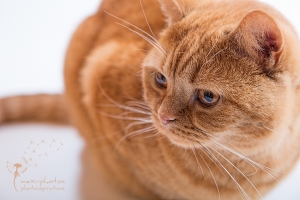 Britisch Kurzhaar Kater - Portrait - Tierfotografie Gütersloh