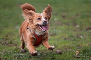 Hundeshooting Gütersloh