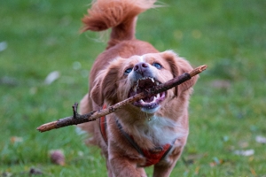 Hundeshooting Gütersloh