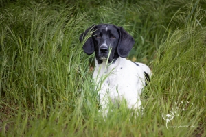 Hundeshooting Gütersloh