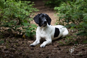 Hundeshooting Gütersloh