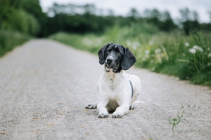 Hundeshooting Gütersloh