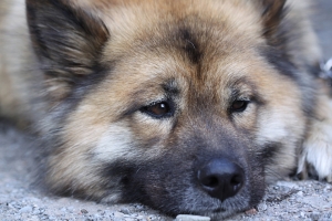 Tierfotografin Gütersloh - Astrid Carnin - mexi-photos