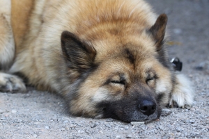 Tierfotografin Gütersloh - Astrid Carnin - mexi-photos