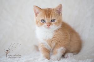 Britisch Kurzhaar - Portrait - Tierfotografie Gütersloh