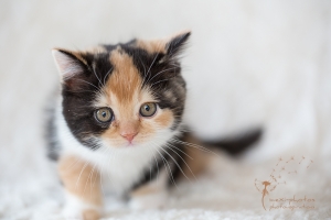 Britisch Kurzhaar - Portrait - Tierfotografie Gütersloh