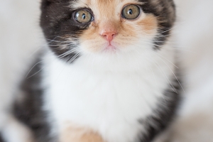 Britisch Kurzhaar - Portrait - Tierfotografie Gütersloh