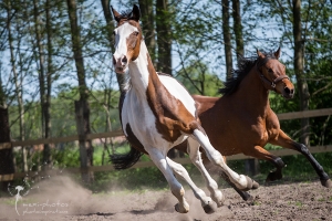 Pferdefotografie Gütersloh - mexi-photos