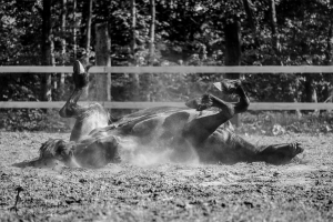 Pferdefotografie Gütersloh - mexi-photos