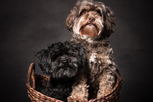 Hundefotograf Gütersloh