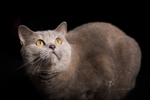 Tierfotografie Gütersloh - Astrid Carnin - mexi-photos