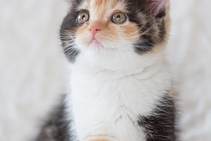 Britisch Kurzhaar - Portrait - Tierfotografie Gütersloh