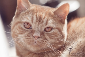 Britisch Kurzhaar Kater - Portrait - Tierfotografie Gütersloh