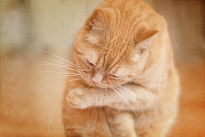 Britisch Kurzhaar Kater - Portrait - Tierfotografie Gütersloh