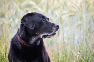 Hundefotografie Gütersloh