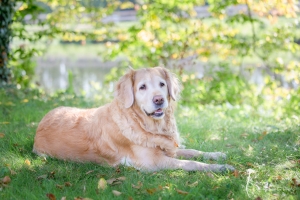 Hundefotografie Gütersloh