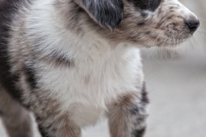 Tierfotografin Gütersloh - Astrid Carnin - mexi-photos